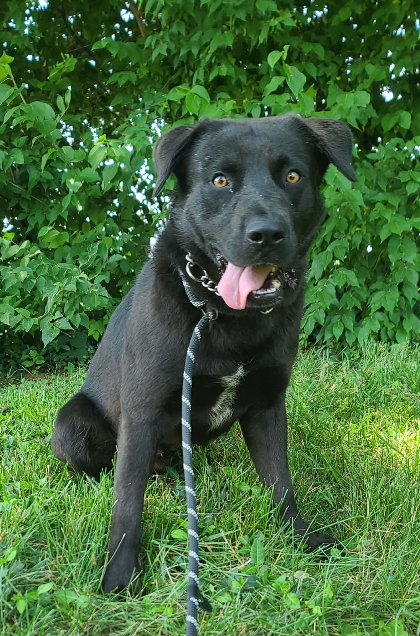 Enlarge Harmon, an adoptable mixed breed in Harrodsburg, KY image 2/4
