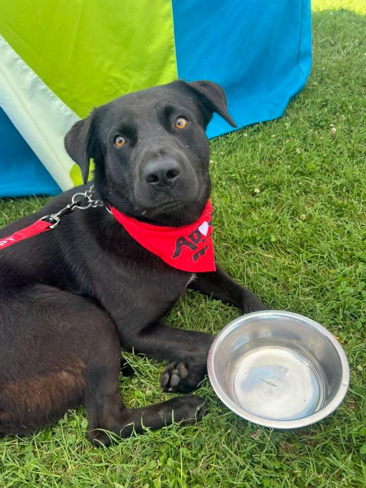 Harmon, an adoptable mixed breed in Harrodsburg, KY image 1/6