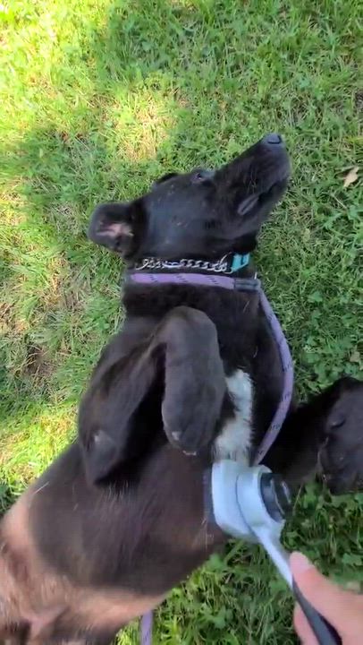 Enlarge Harmon, an adoptable mixed breed in Harrodsburg, KY video 4/4