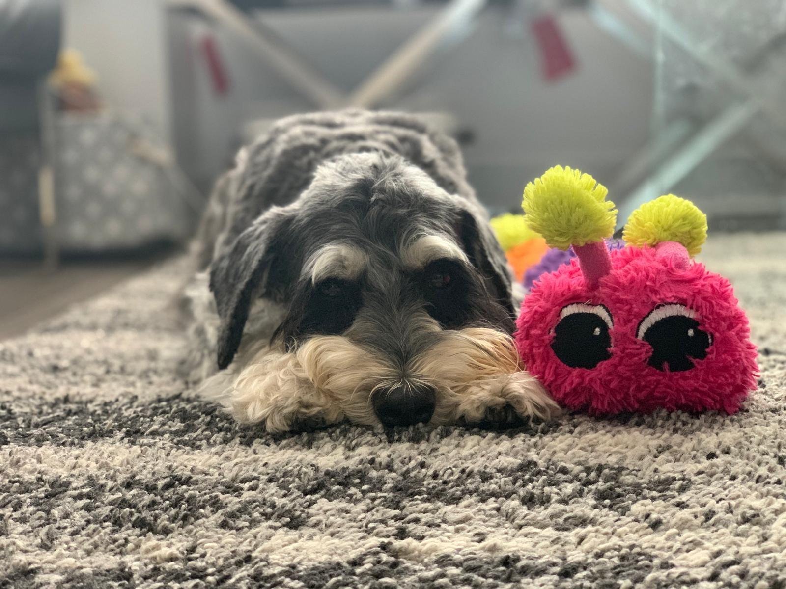 Enlarge Fyelo, a ADOPTABLE Schnauzer in Markham, ON image 3/5