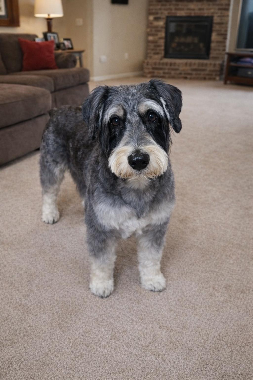 Enlarge Fyelo, a ADOPTABLE Schnauzer in Markham, ON image 4/5
