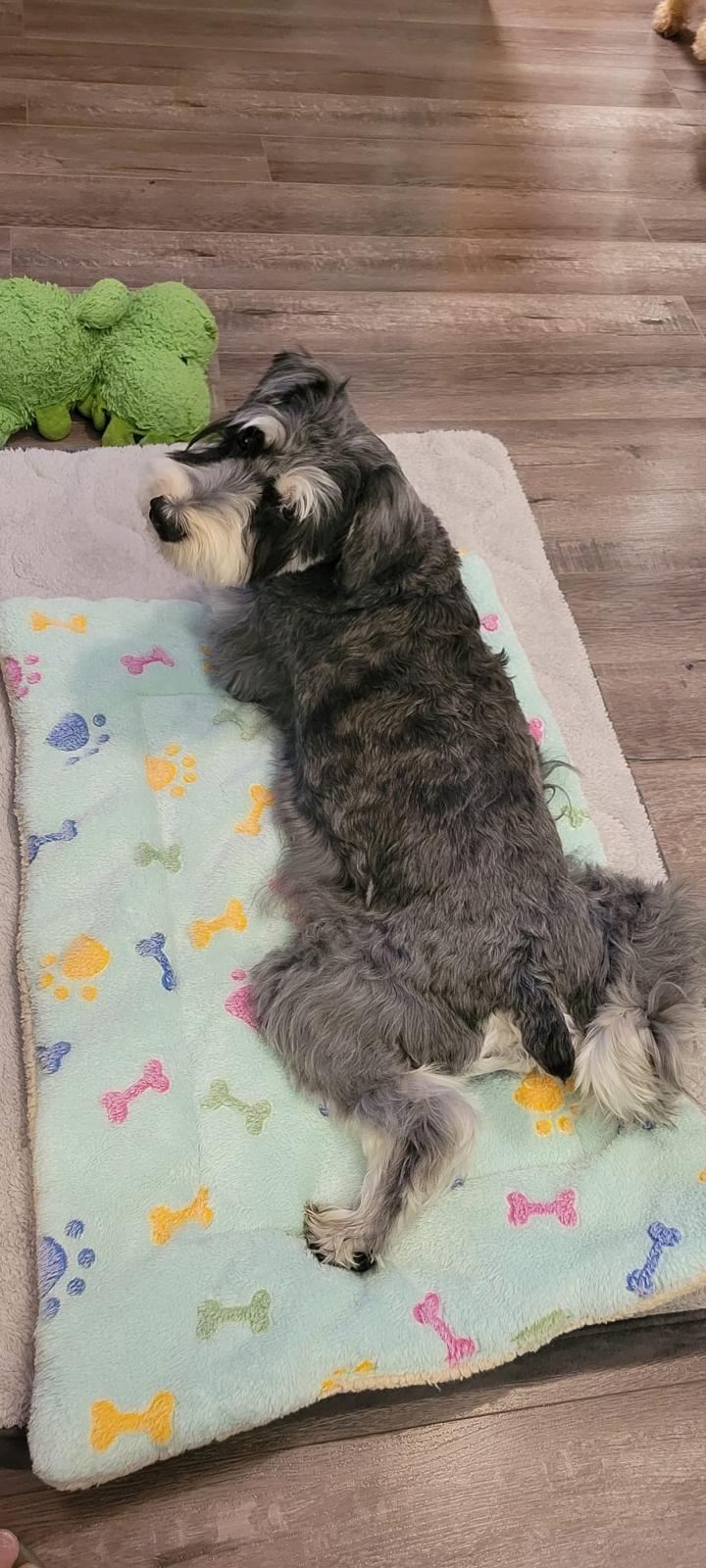 Enlarge Fyelo, a ADOPTABLE Schnauzer in Markham, ON image 2/5