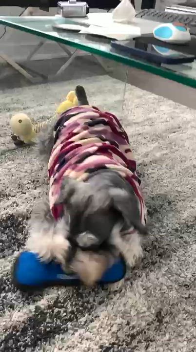 Enlarge Fyelo, a ADOPTABLE Schnauzer in Markham, ON video 5/5