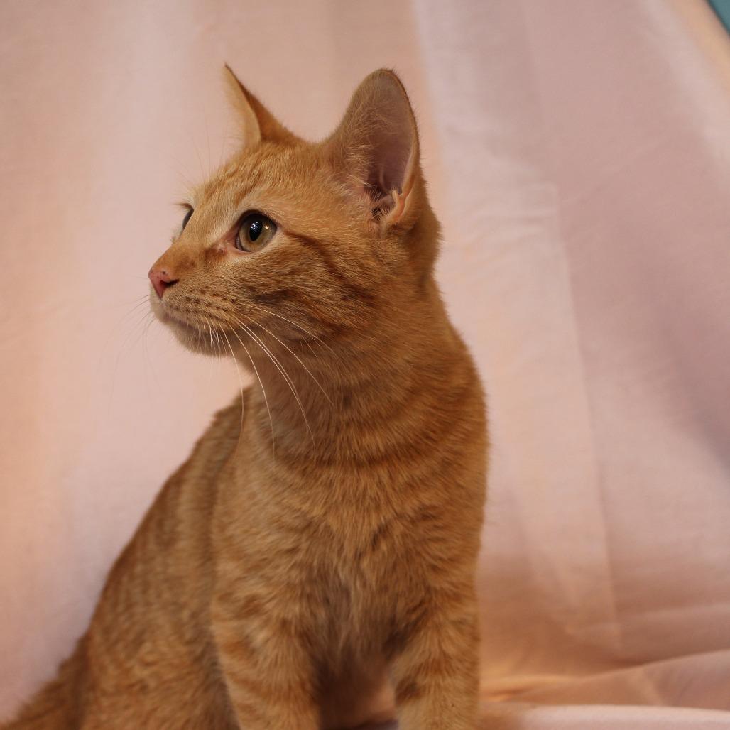 Vivace — thumbnail 2