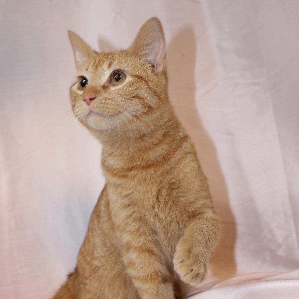 Vivace — thumbnail 3