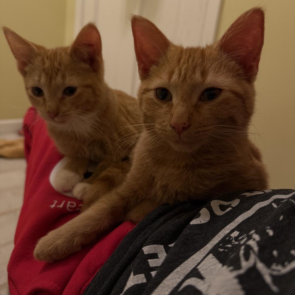 Vivace — thumbnail 4