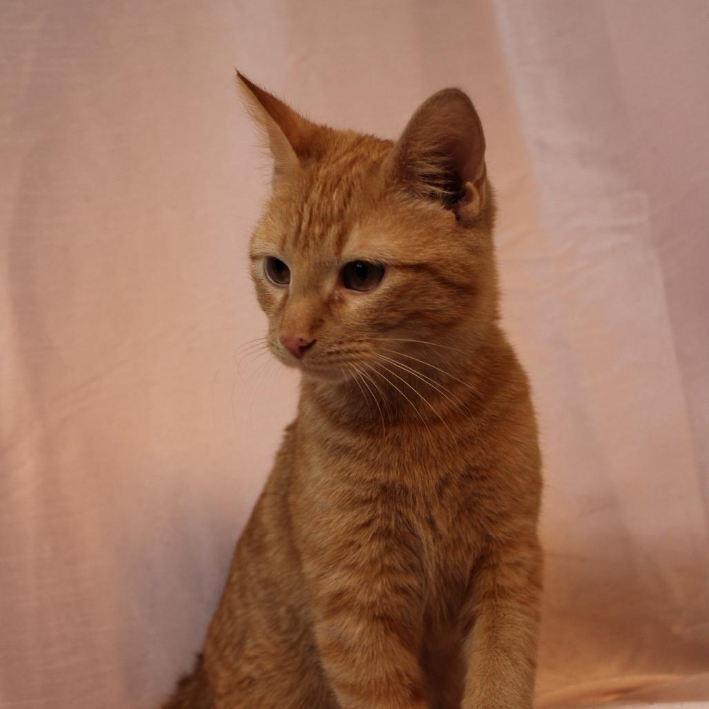 Vivace — thumbnail 5