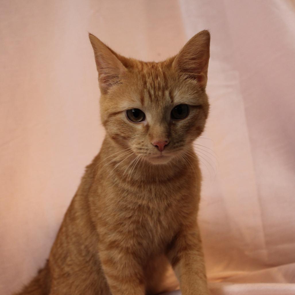 Vivace — thumbnail 6