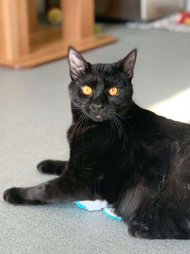 Kenya, an adoptable Domestic Short Hair in Jefferson, IA image 4/4