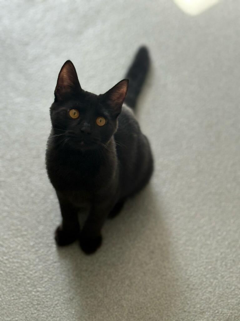 Kenya, a Adoptable Domestic Short Hair in Jefferson, IA image 2/2