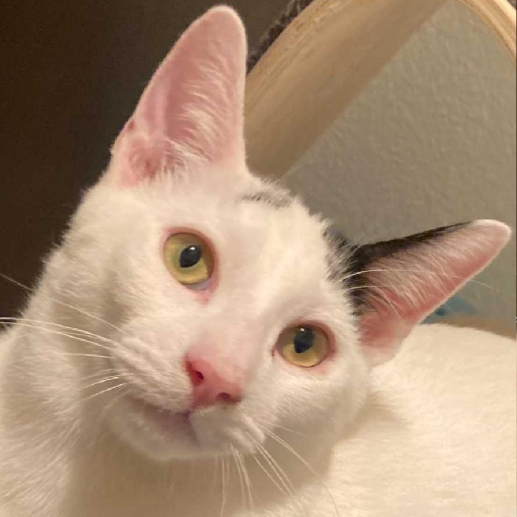 Bunny — thumbnail 2