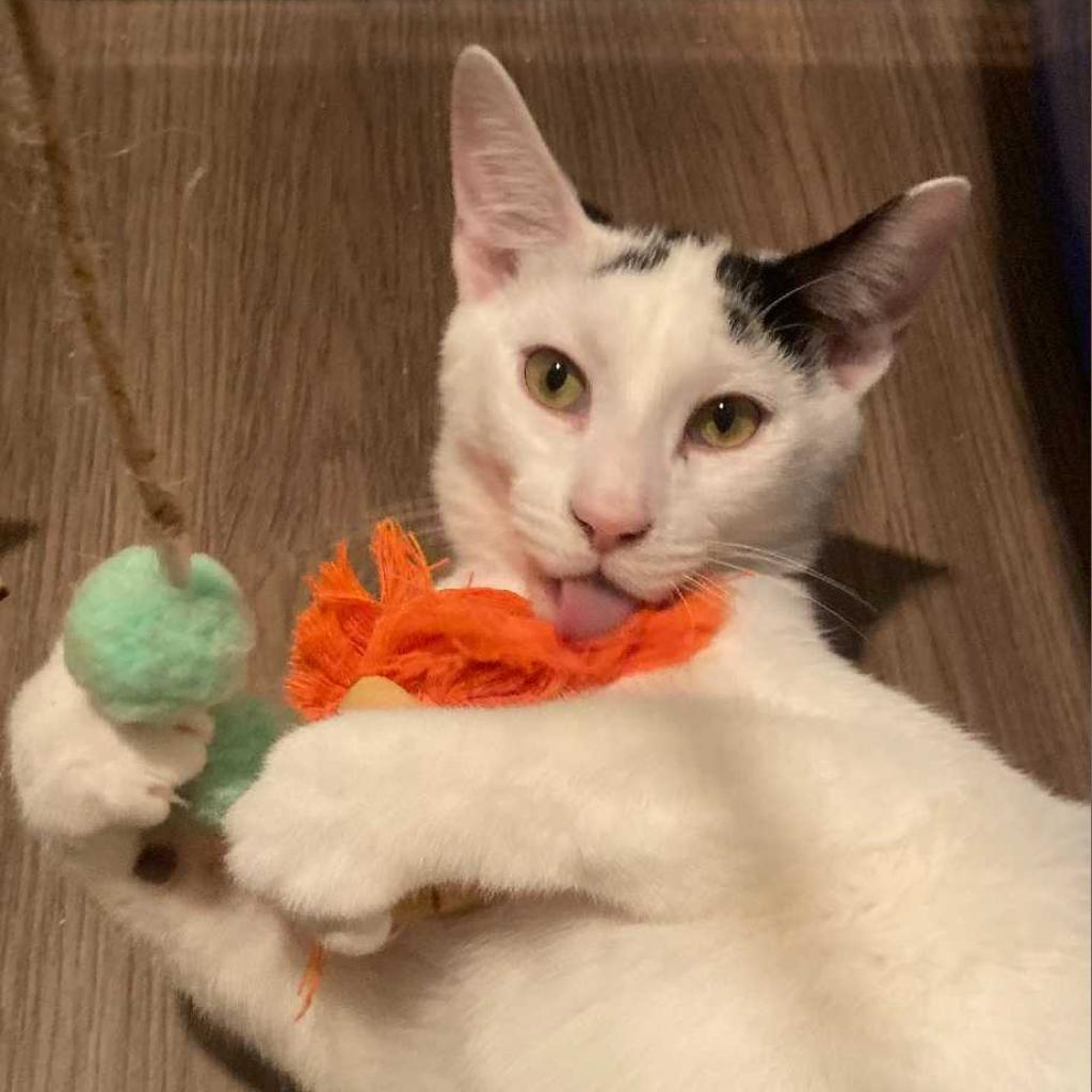 Bunny — thumbnail 3