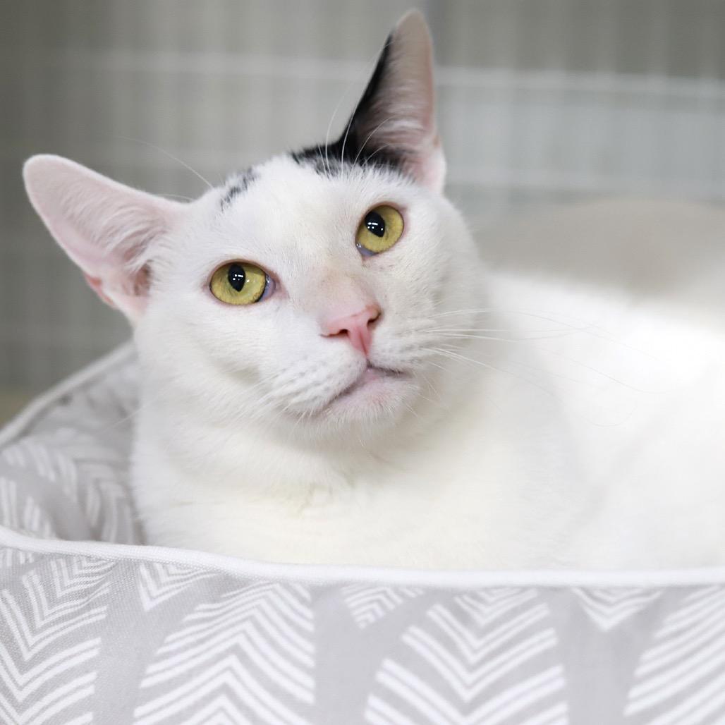 Bunny — thumbnail 4