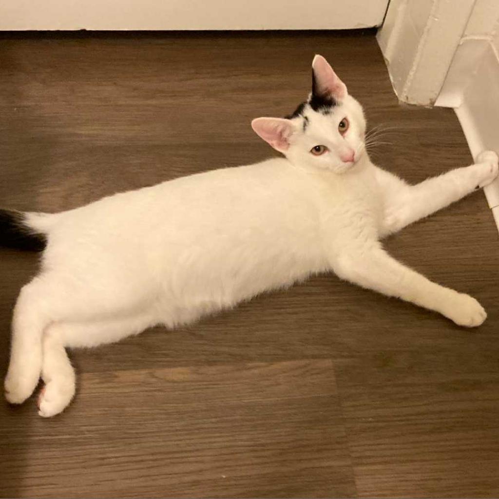 Bunny — thumbnail 5