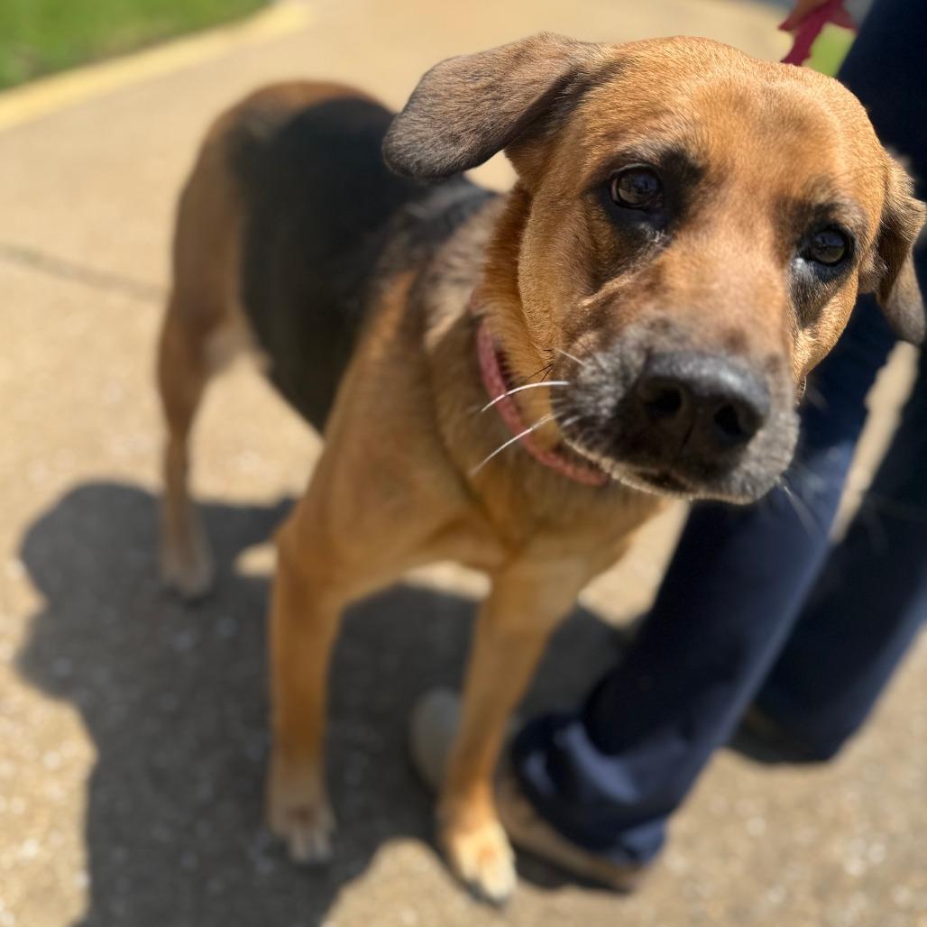 Zelda, Adoptable, Adult Female Mixed Breed.