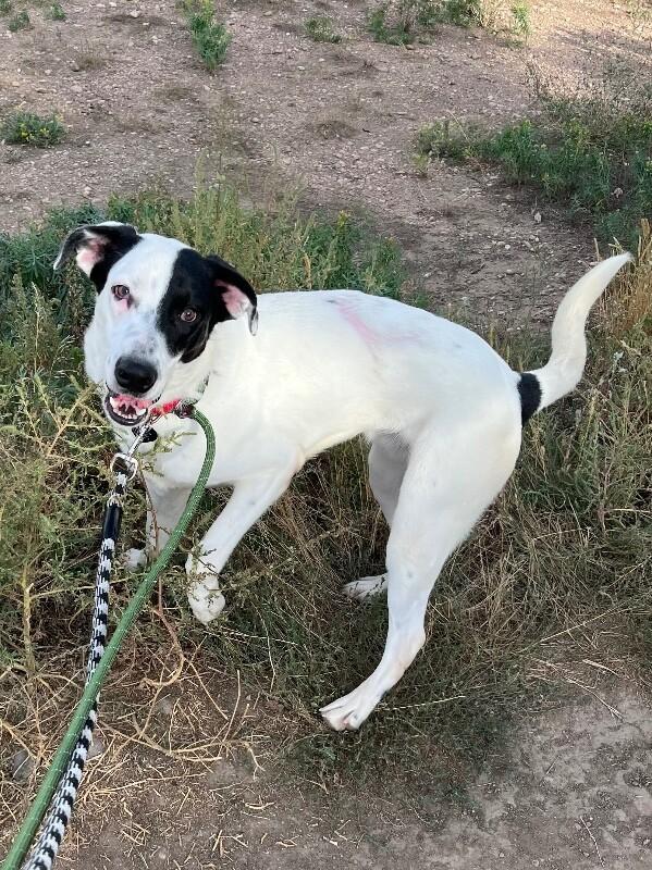 Enlarge Scorpio, a Adoptable mixed breed in Fort Collins, CO image 1/6