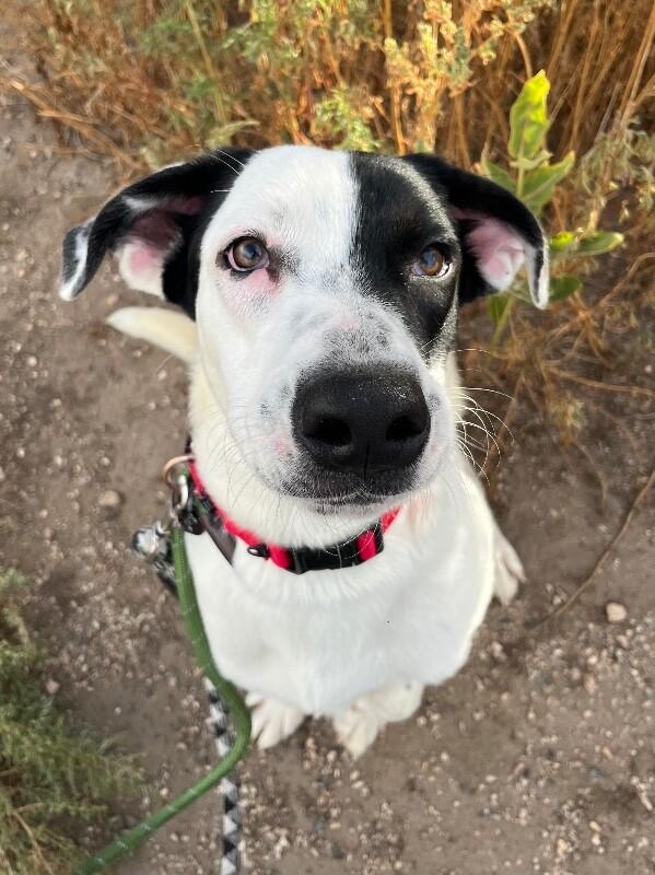 Enlarge Scorpio, a Adoptable mixed breed in Fort Collins, CO image 2/6