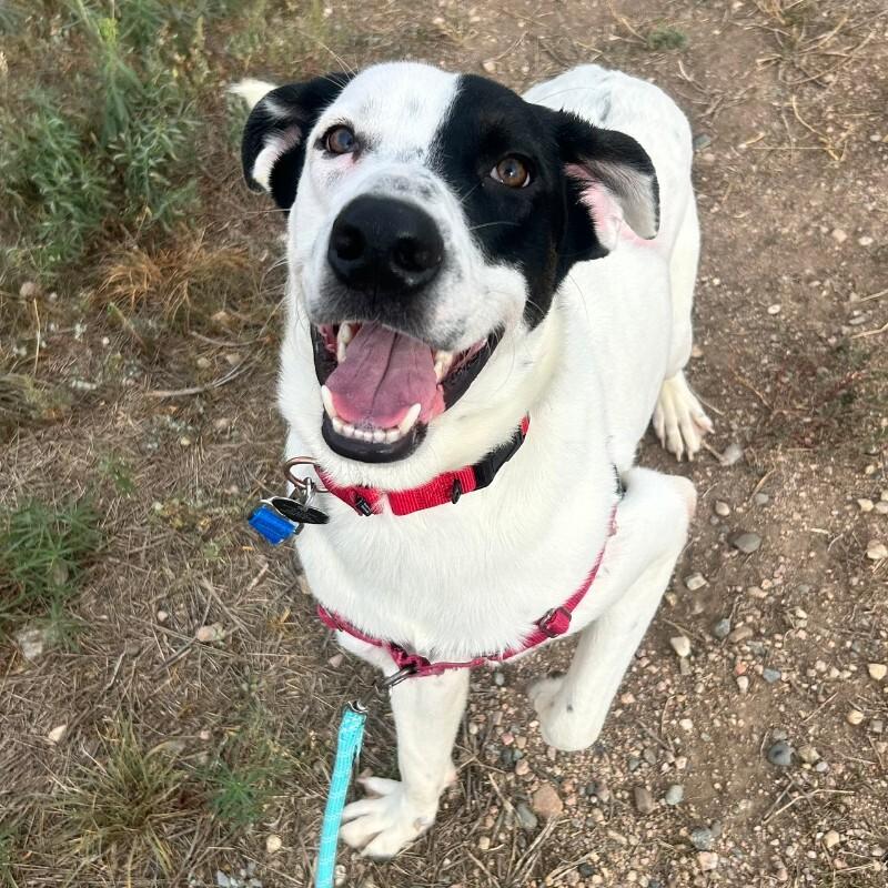 Enlarge Scorpio, a Adoptable mixed breed in Fort Collins, CO image 3/6