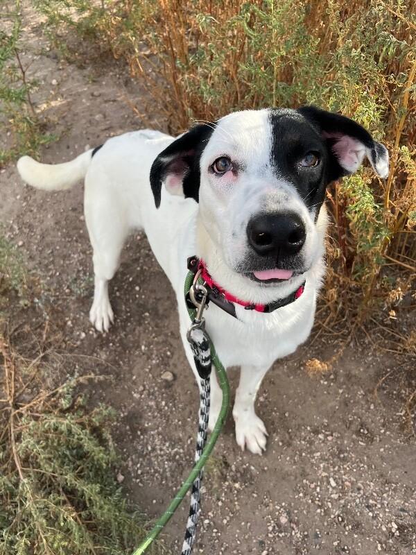 Enlarge Scorpio, a Adoptable mixed breed in Fort Collins, CO image 5/6