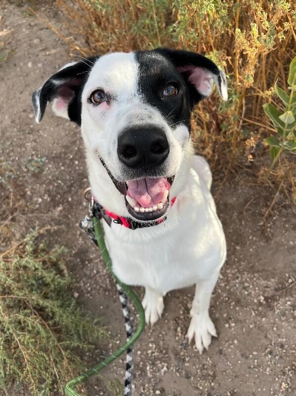 Enlarge Scorpio, a Adoptable mixed breed in Fort Collins, CO image 6/6