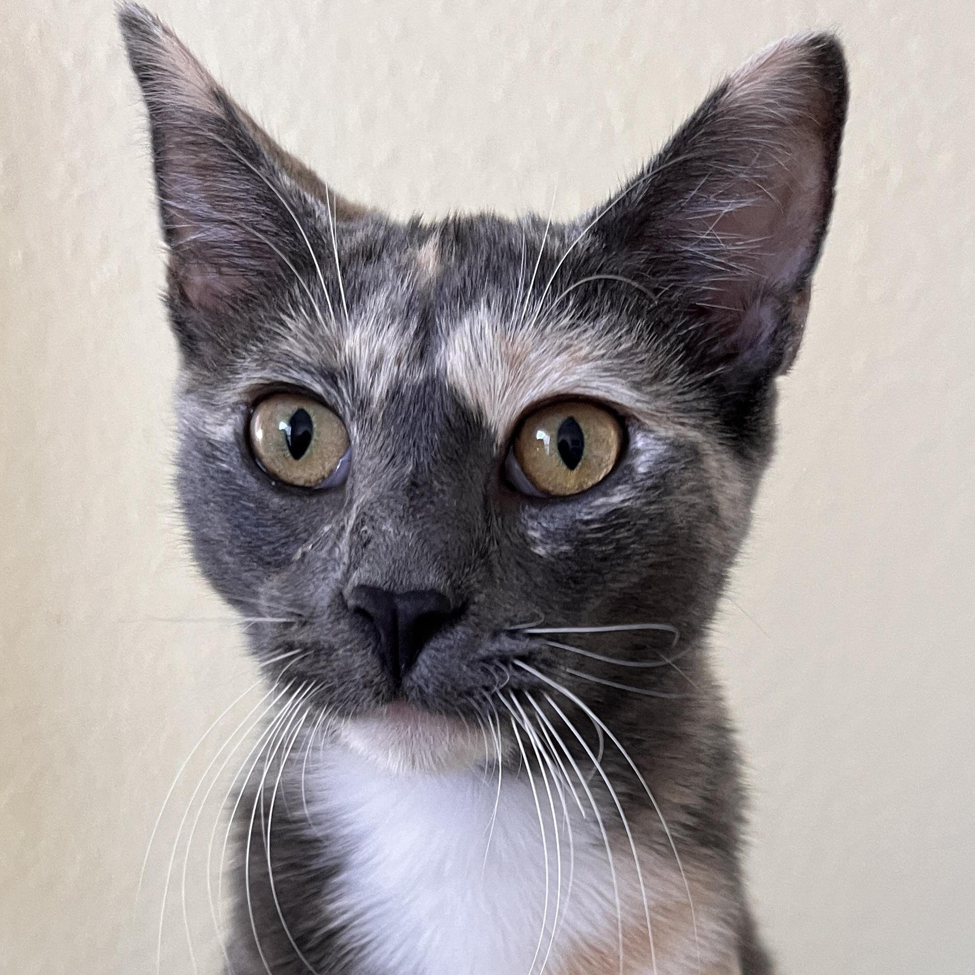 Erin, Adoptable, Kitten Female Dilute Calico & Domestic Short Hair.