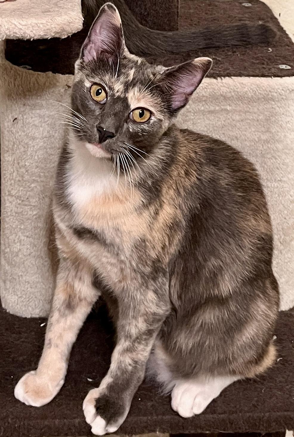 Erin, a Adoptable mixed breed in Tulsa, OK image 2/5