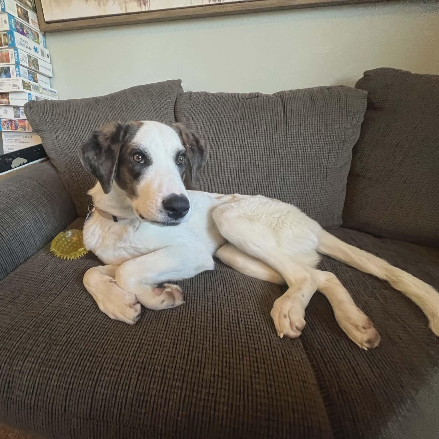 CHECKERS, a ADOPTABLE mixed breed in Loveland, CO image 6/6