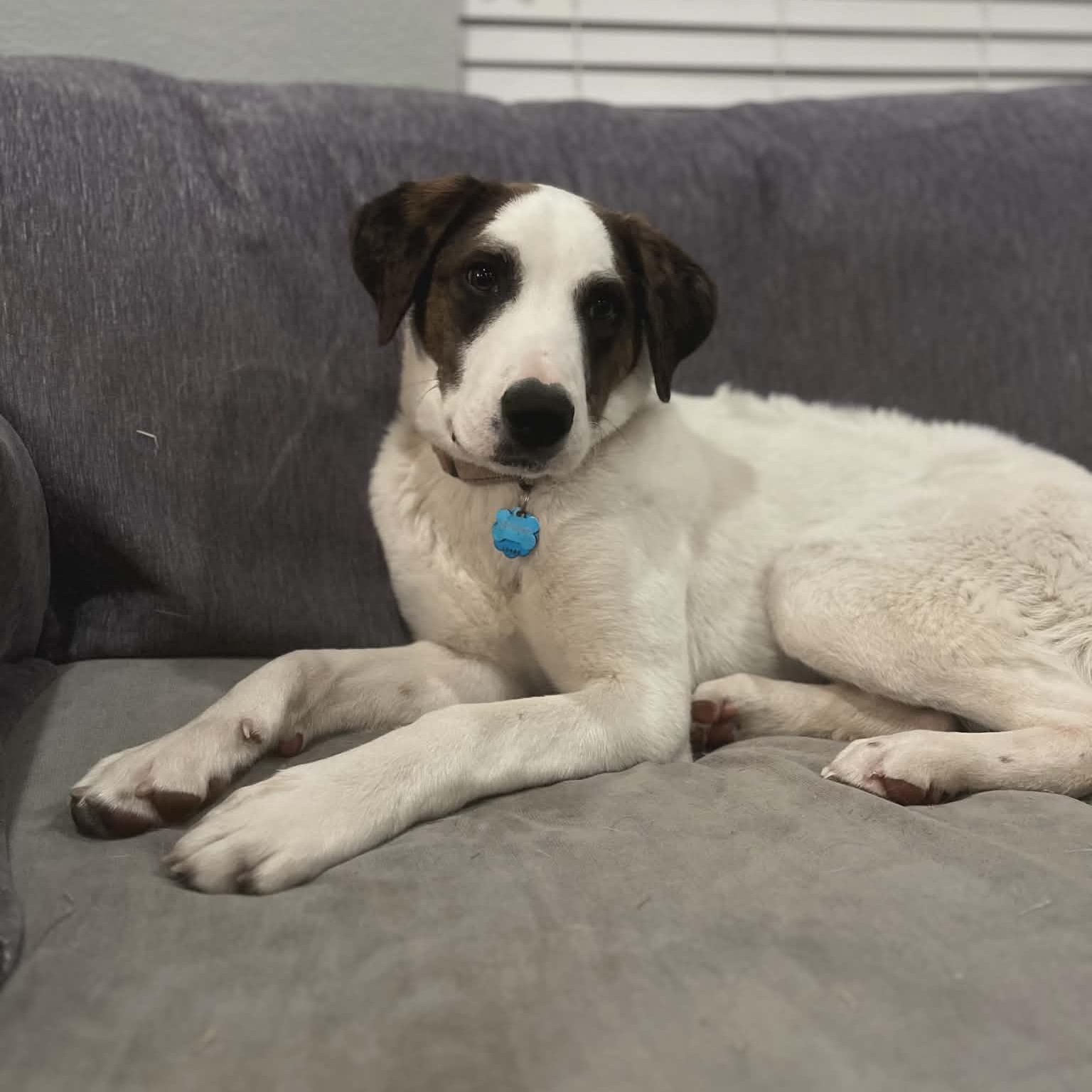 CHECKERS, a ADOPTABLE mixed breed in Loveland, CO image 5/6