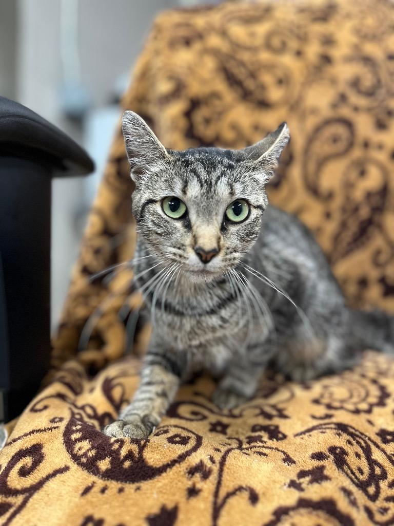 Ginger, Adoptable, Young Female Domestic Short Hair.