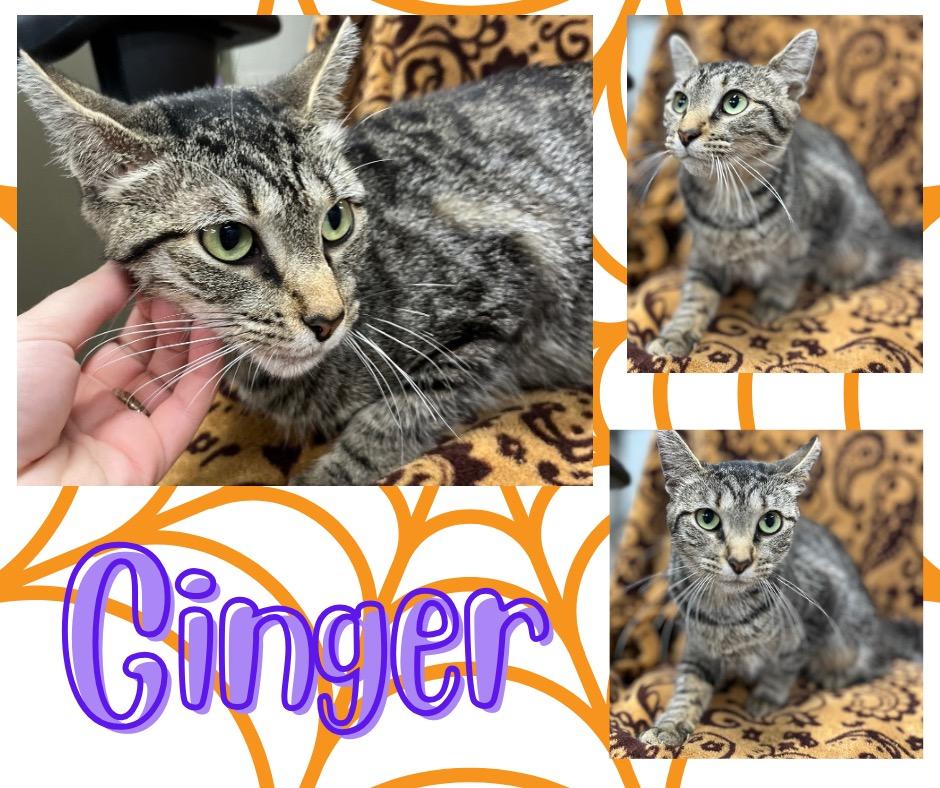 Ginger, a Adoptable mixed breed in Hopkinsville, KY image 2/5