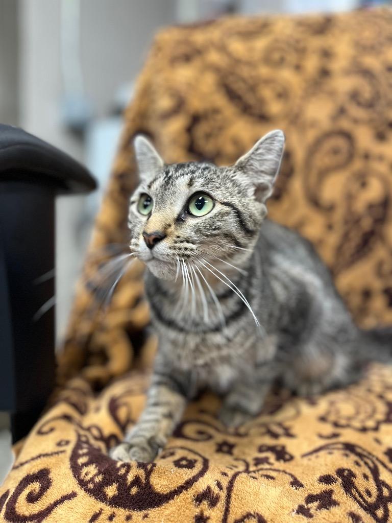 Ginger, a Adoptable mixed breed in Hopkinsville, KY image 3/5