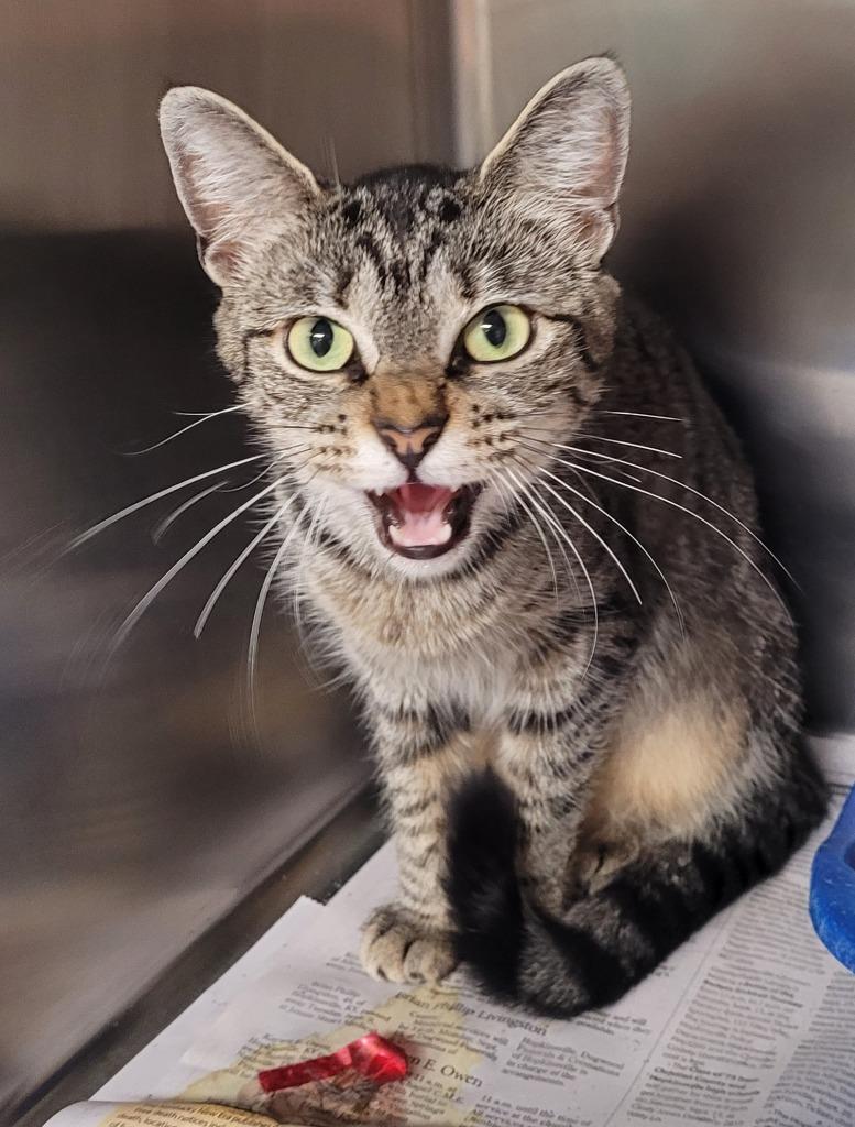 Ginger, a Adoptable mixed breed in Hopkinsville, KY image 4/5