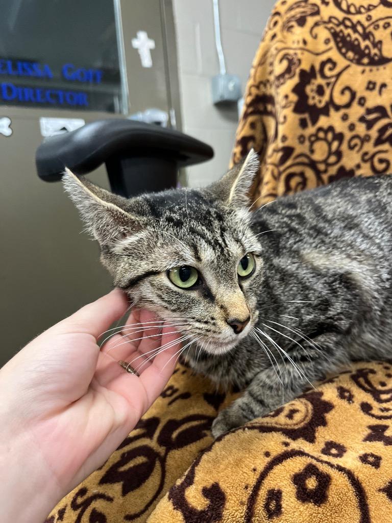 Ginger, a Adoptable mixed breed in Hopkinsville, KY image 5/5