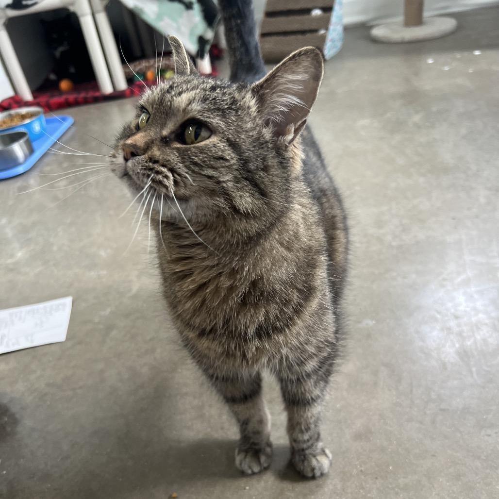 Enlarge Mary, a Adoptable Domestic Short Hair in Rock Falls, IL image 1/3