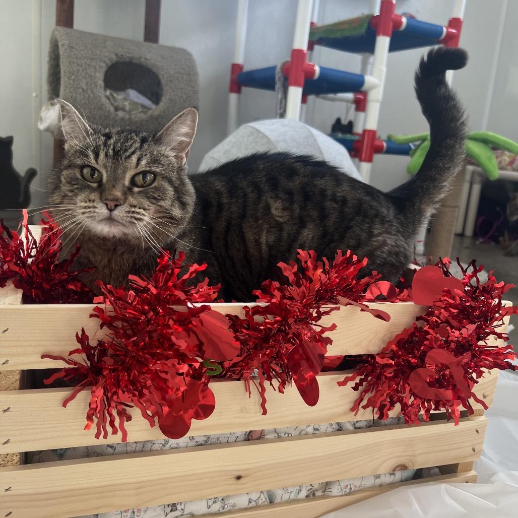 Enlarge Mary, a Adoptable Domestic Short Hair in Rock Falls, IL image 2/3