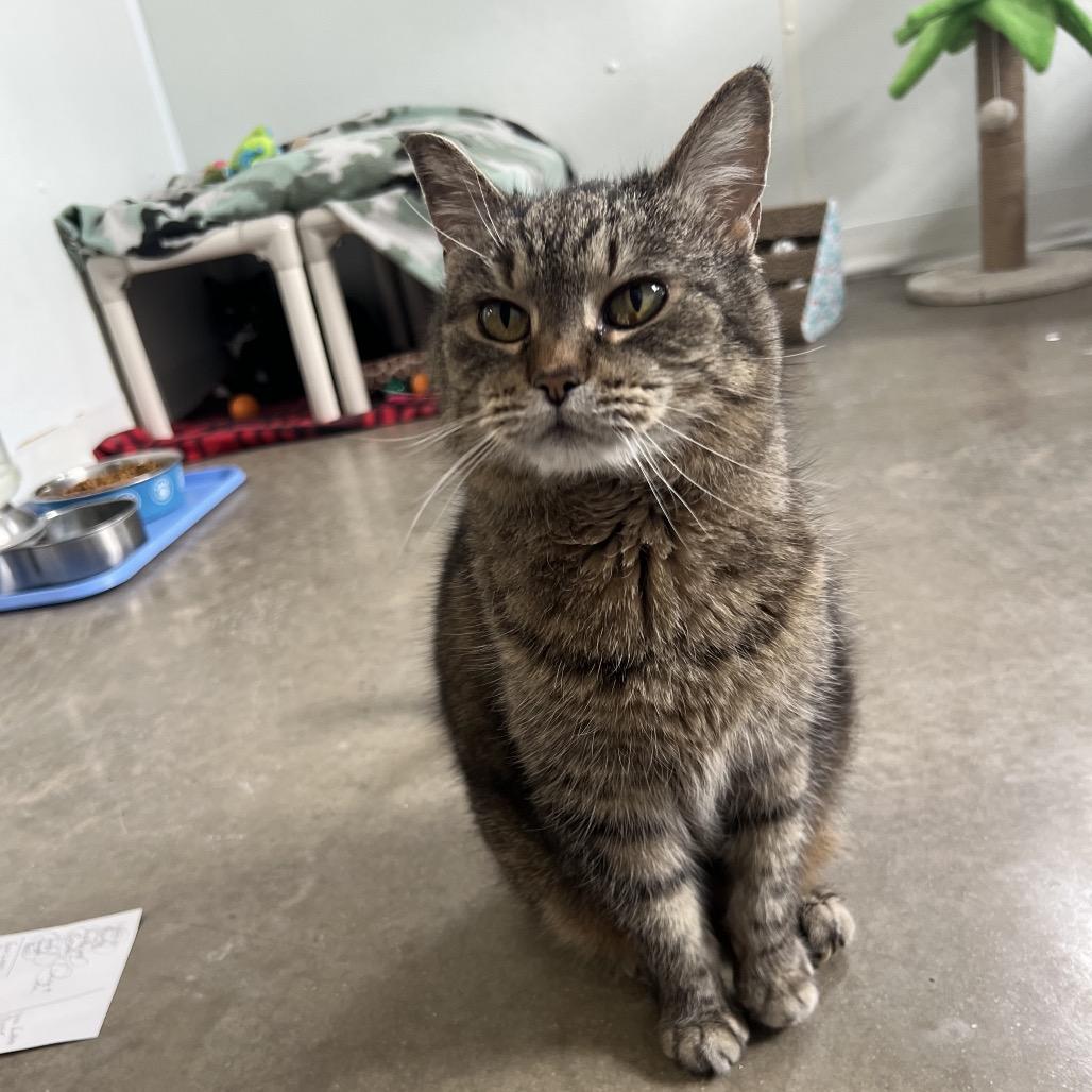 Enlarge Mary, a Adoptable Domestic Short Hair in Rock Falls, IL image 3/3