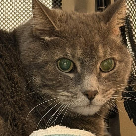 Watson, Adoptable, Senior Male Domestic Short Hair.