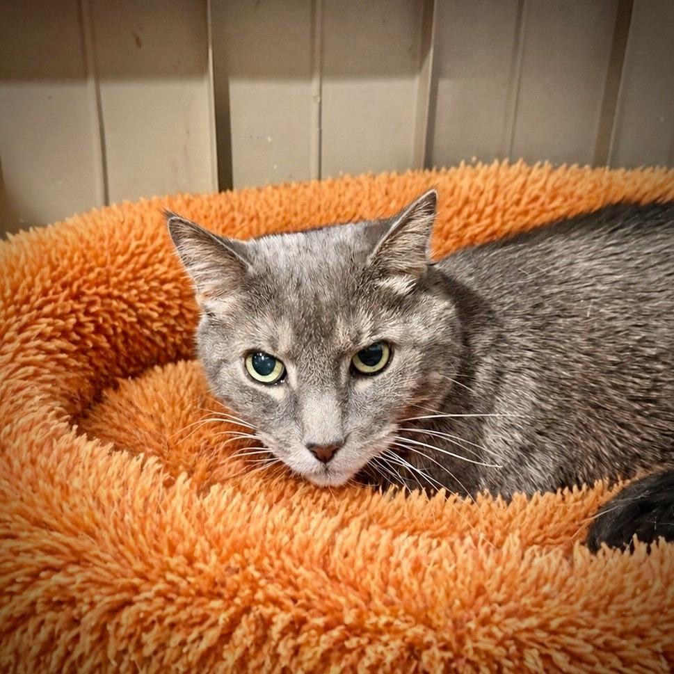 Watson, Adoptable, Senior Male Domestic Short Hair.