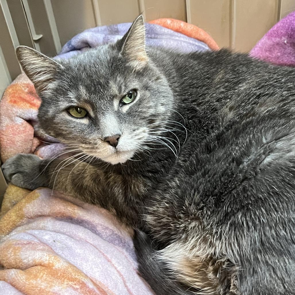 Watson, a Adoptable Domestic Short Hair in Las Vegas, NV image 2/4