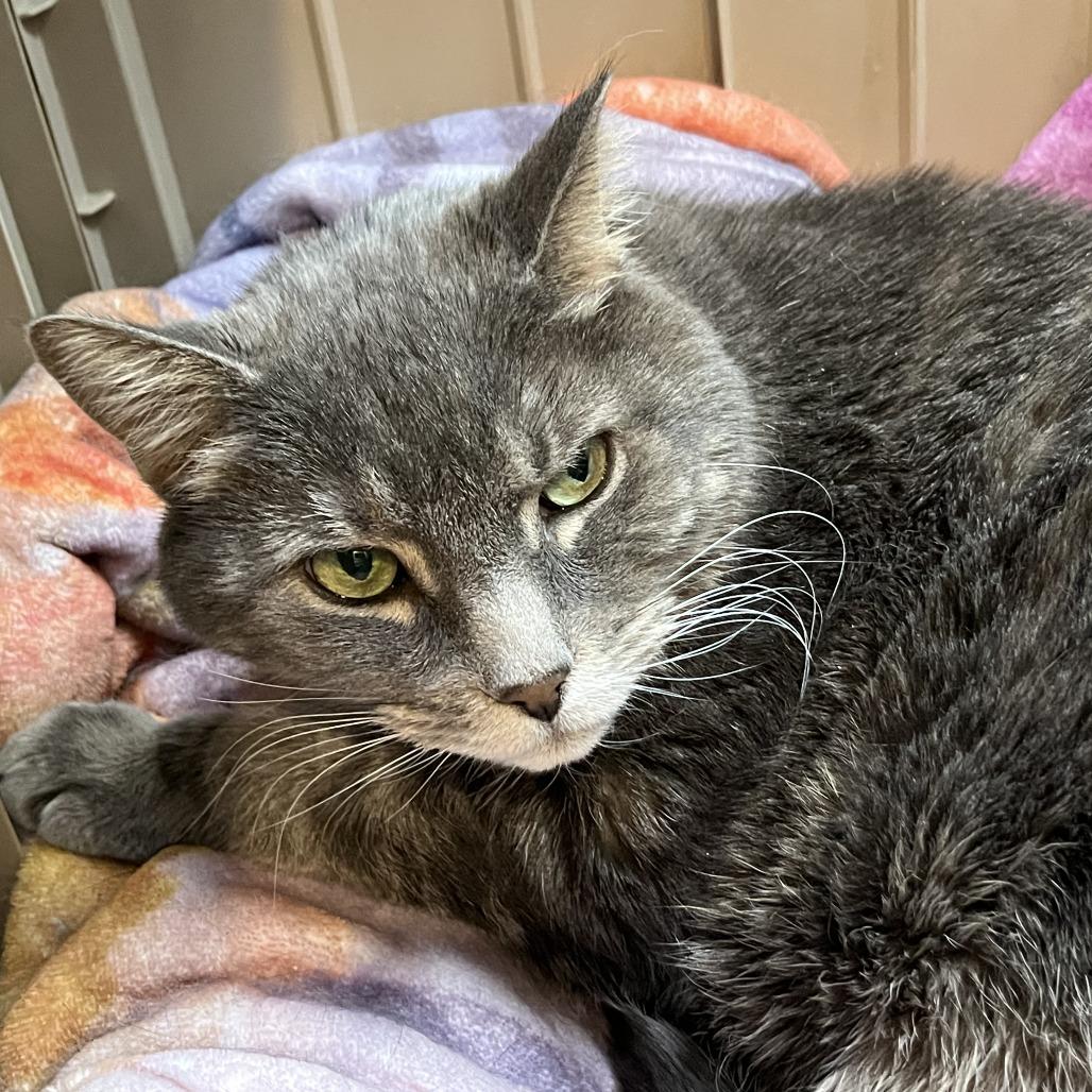 Watson, a Adoptable Domestic Short Hair in Las Vegas, NV image 3/4