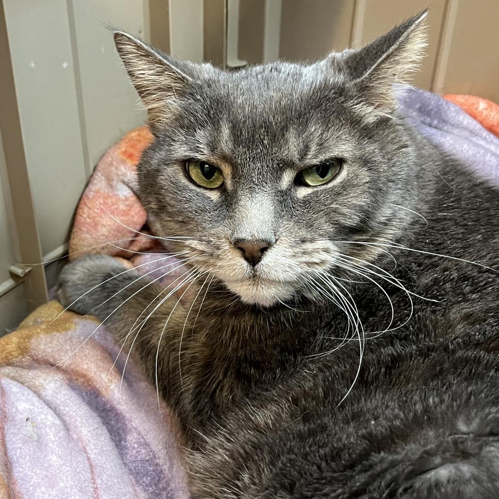 Watson, a Adoptable Domestic Short Hair in Las Vegas, NV image 4/4