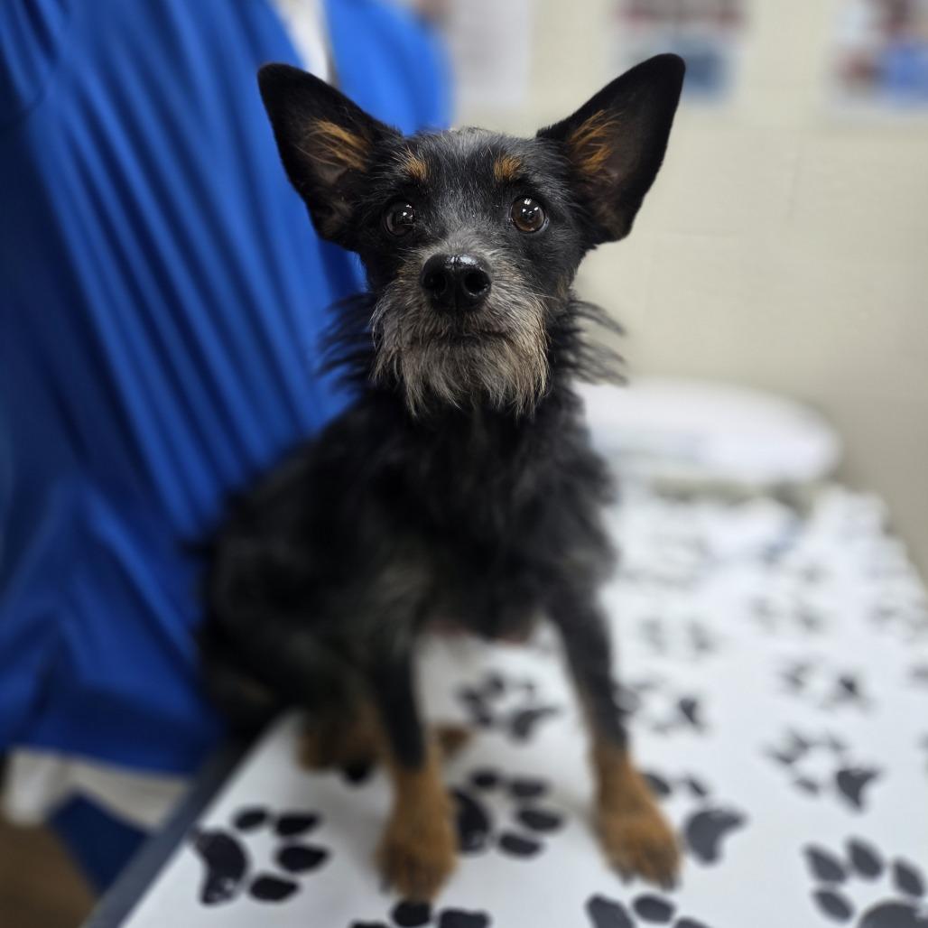Enlarge Chapo, a Adoptable mixed breed in Incline Village, NV image 3/4