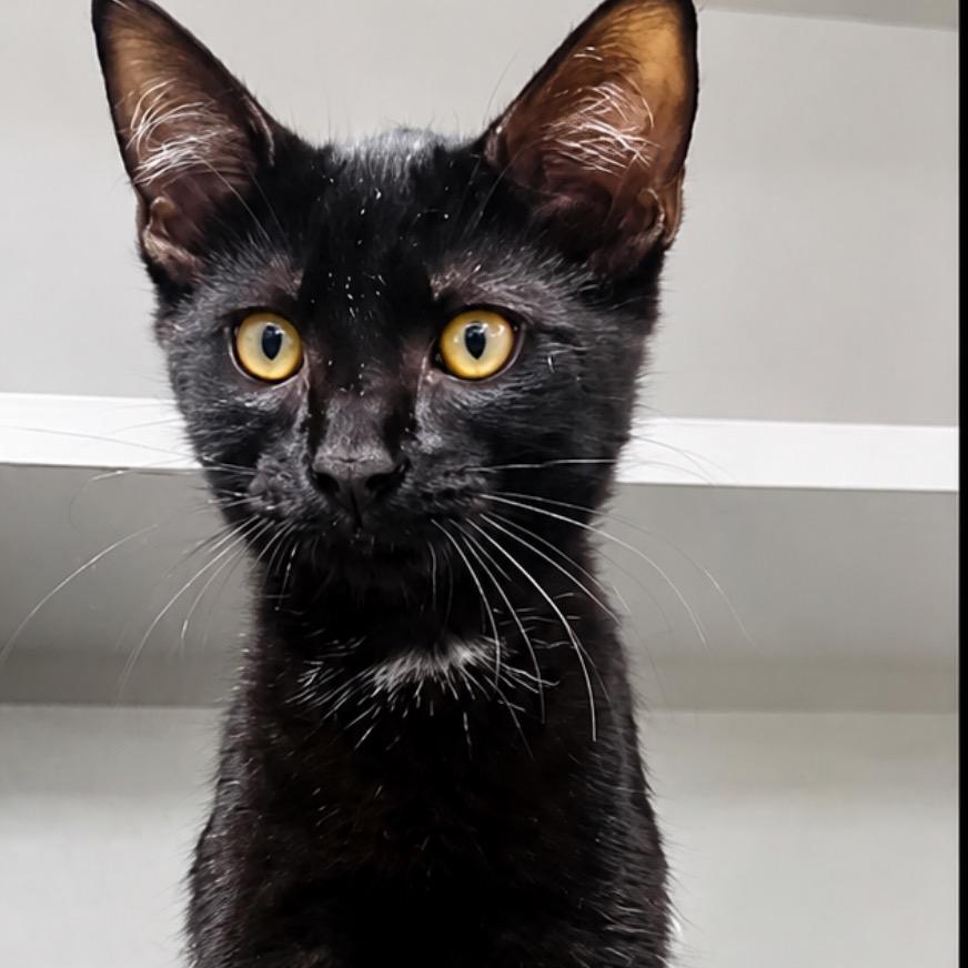 Enlarge Sailor, a Adoptable Domestic Short Hair in Mount Vernon, IN image 2/2