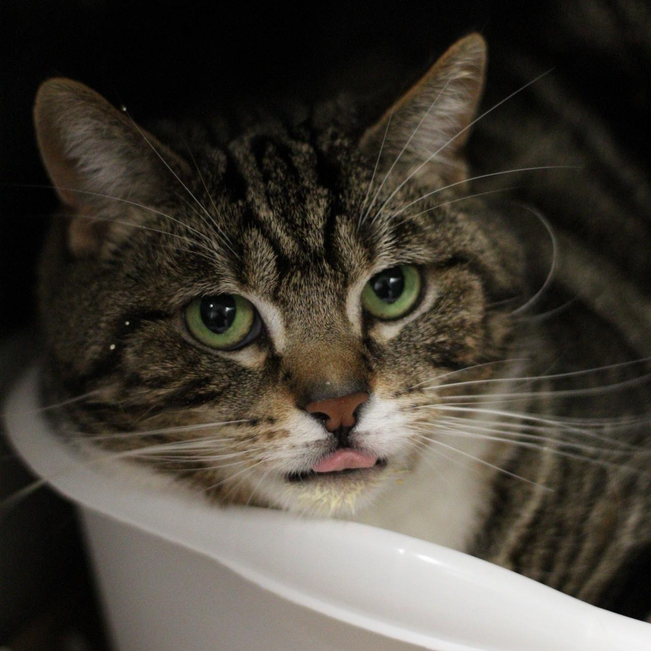 April, Adult Female Domestic Short Hair