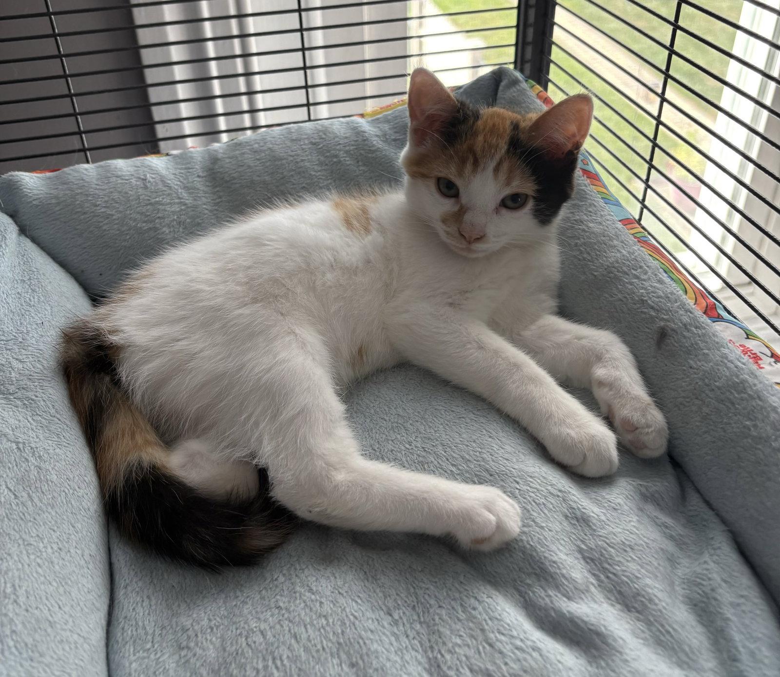 Enlarge Ladybug, a Adopted Domestic Short Hair in Trexlertown, PA image 2/3