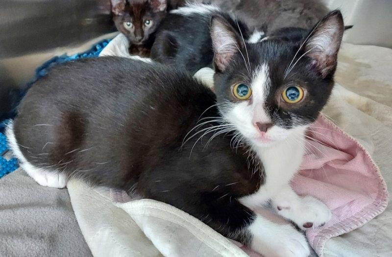 Alexandrite (Sugar), a Adopted Domestic Short Hair in Pineville, LA image 1/2