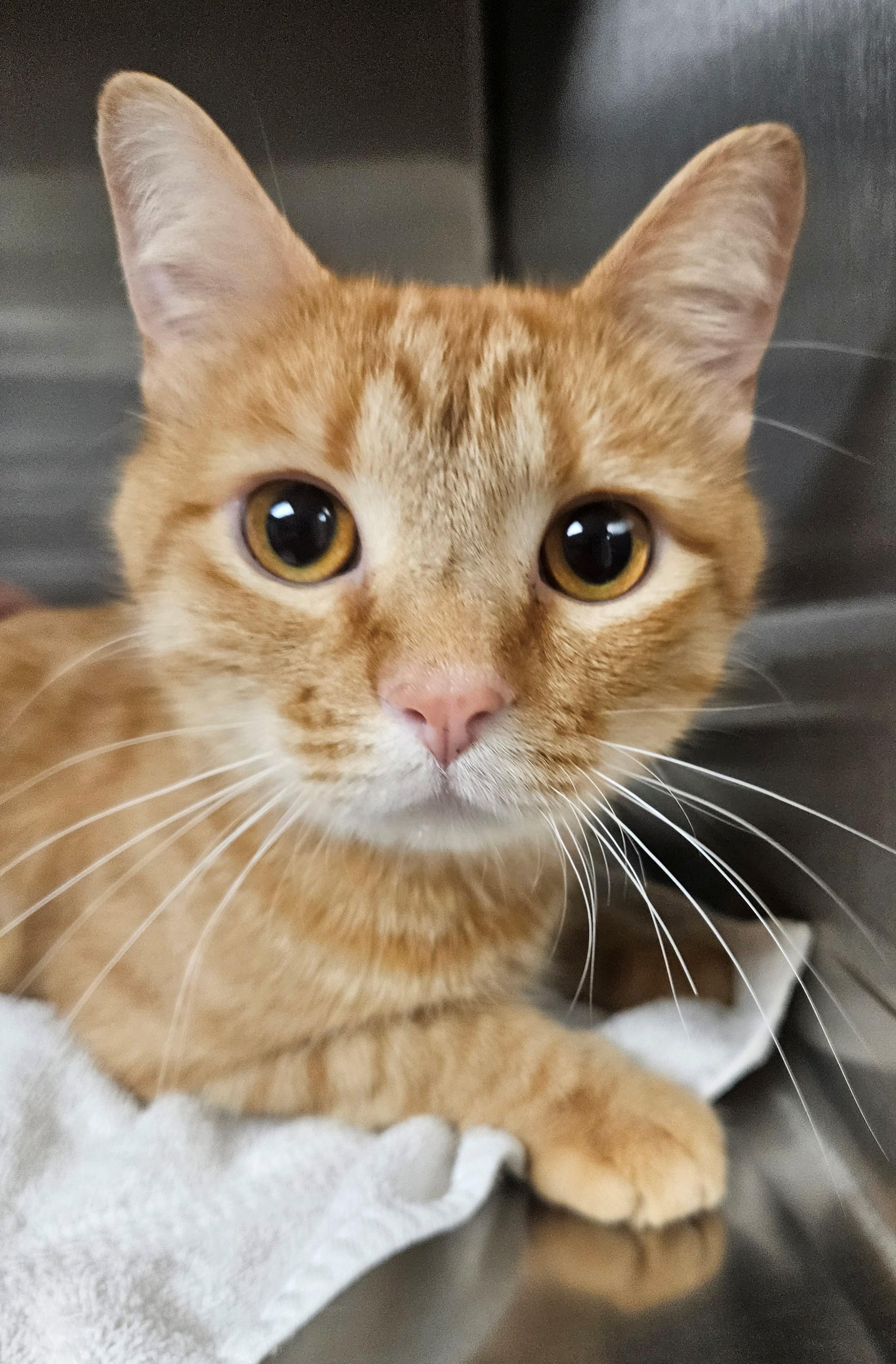 Ron Howard, ADOPTABLE, Adult Male Tabby.