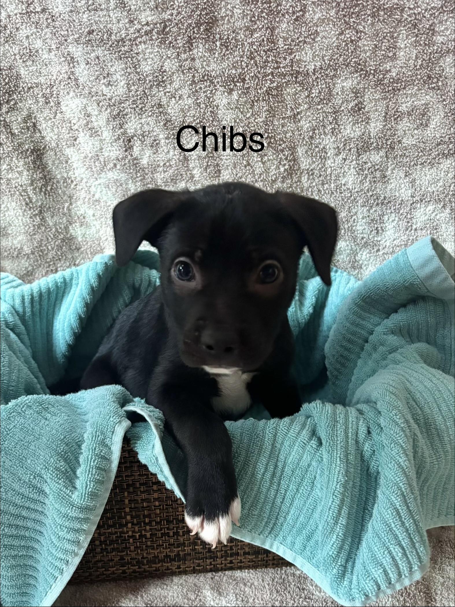 CHIBS, Adoptable, Puppy Male Pit Bull Terrier & Mastiff.