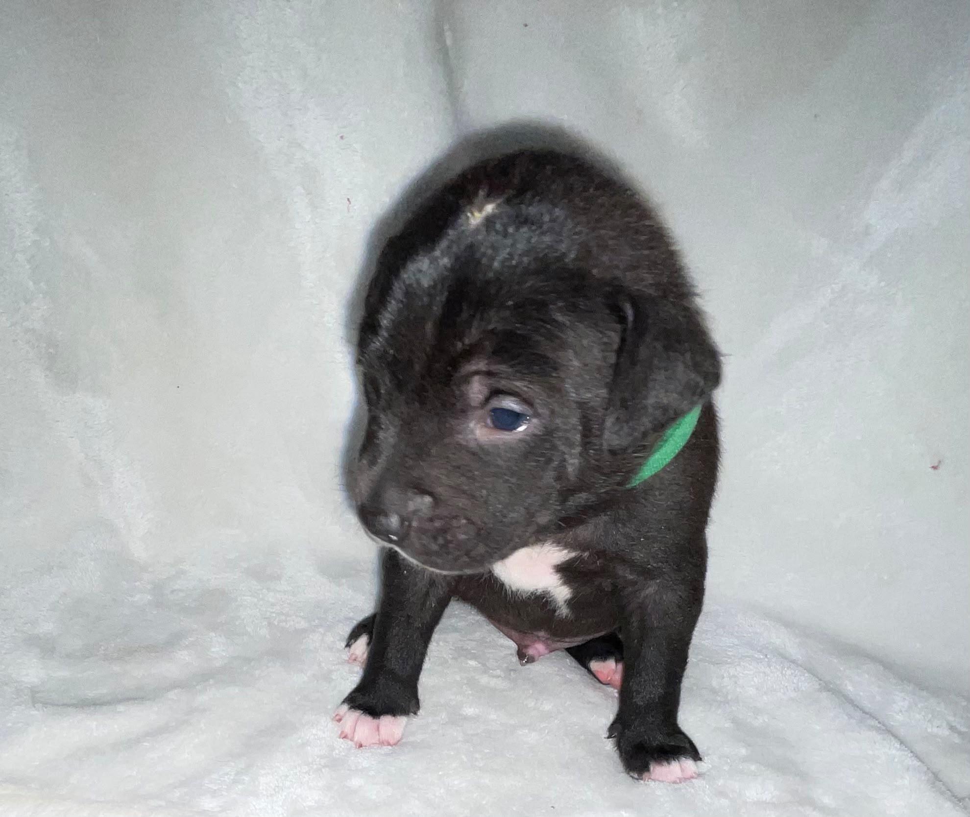 CHIBS, a Adoptable mixed breed in Discovery Bay, CA image 2/3