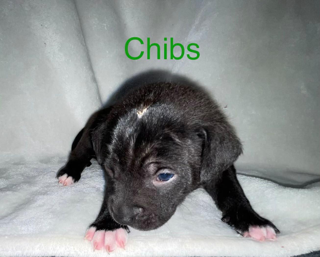 CHIBS, a Adoptable mixed breed in Discovery Bay, CA image 3/3